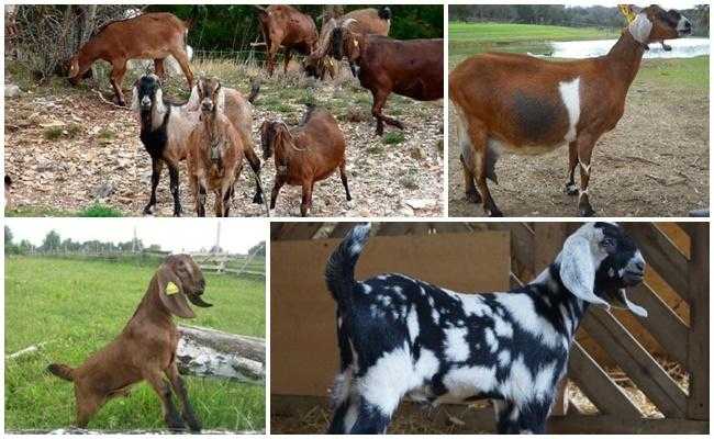 Англо-нубийские козы: фото породы, описание, характеристики, условия содержания.