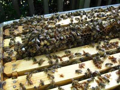 Весенняя подкормка пчел сахарным сиропом, медом, канди: пропорции