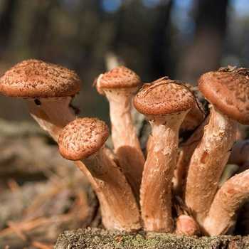 Полезные и вредные свойства грибов