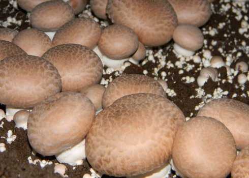 4 первых признака испорченных шампиньонов: как хранить грибы, чтобы они долго оставались свежими -  - советы на joinfo.com