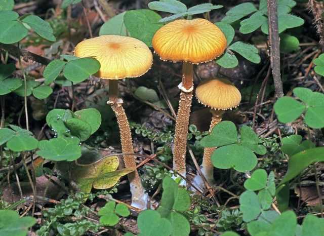 Цистодерма зернистая (cystoderma granulosum): как выглядят грибы, где и как растут, съедобны или нет