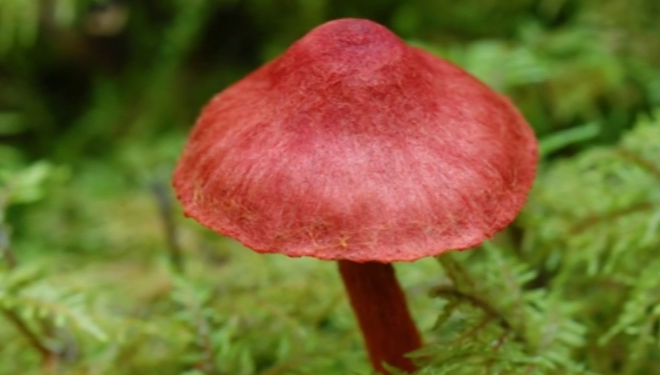 Необычный гриб из сказки – паутинник фиолетовый