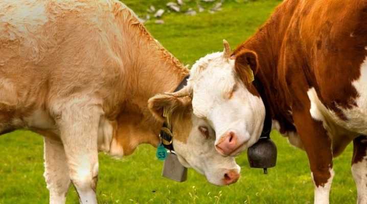 У коровы кровяные выделения: причины и способы лечения