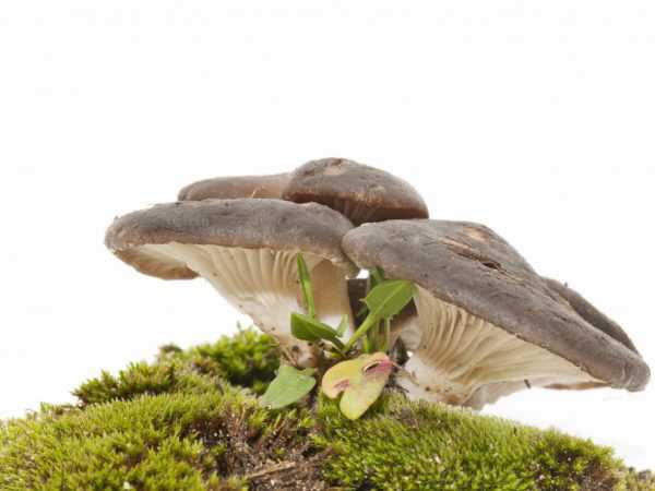 Пилолистничек медвежий (lentinellus ursinus) –  грибы сибири