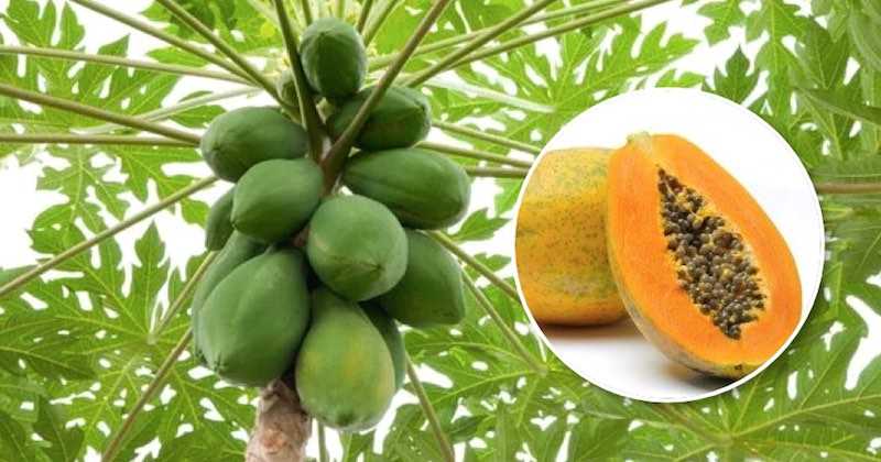 Польза и вред папайи для здоровья организма