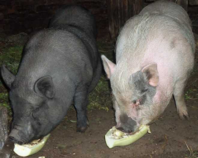 Комбикорм для свиней: состав и польза, рецепт приготовления своими руками