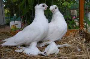 Узбекские двухчубые голуби: что за вид