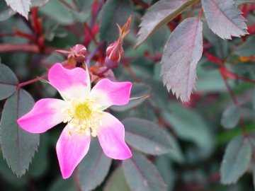 Июльская роза алыча описание сорта