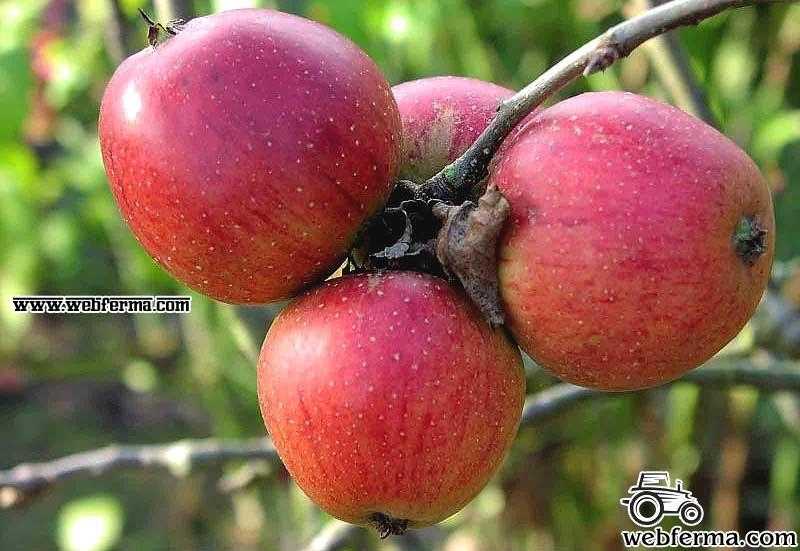 Яблоня орлик – как посадить, рекомендованные подкормки, возможные болезни, почему не цветет
