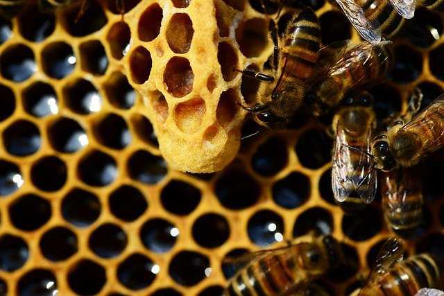 Можно ли есть воск из пчелиных сот?