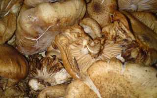 Как правильно хранить грибы в домашних условиях