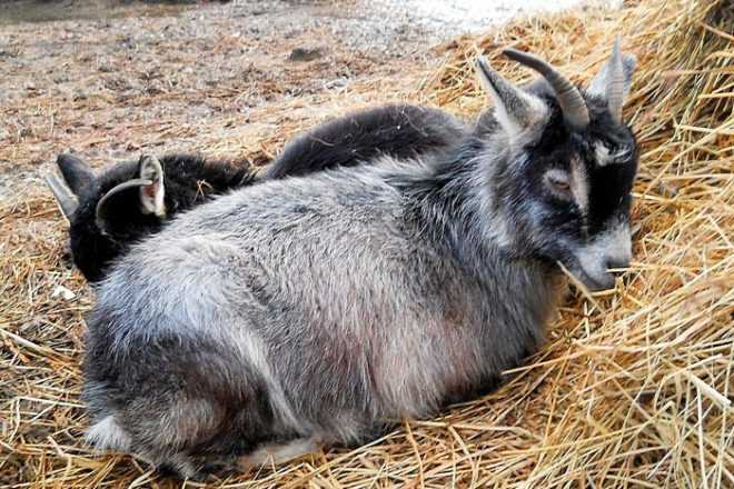 Все про камерунских коз: описание породы, производительность и содержание