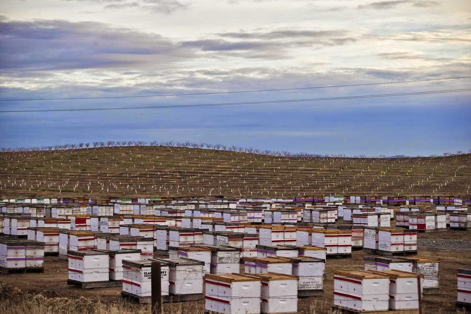 Промышленное пчеловодство: развитие в разных странах