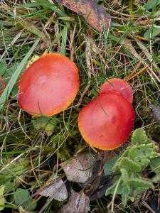 Псилоцибе полуланцетовидная или грибы веселушки (psilocybe semilanceata): где растут и как их отличить от других видов