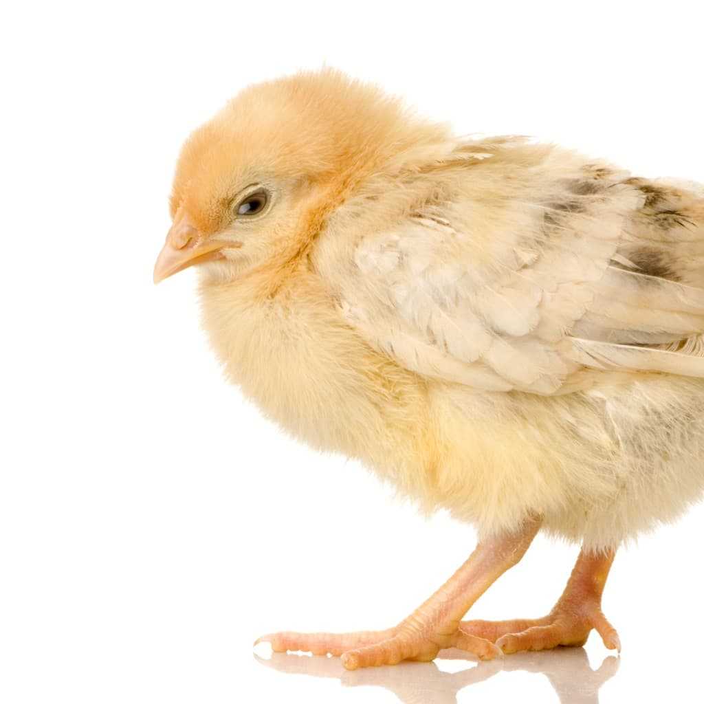 Понос у цыплят бройлеров: что делать, как лечить в домашних условиях