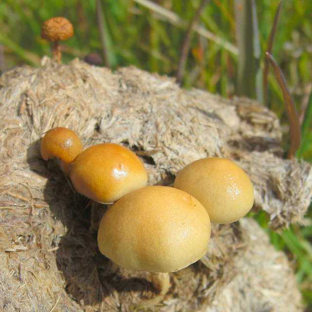 Описание грибов рядовок и как они выглядят (+30 фото)?