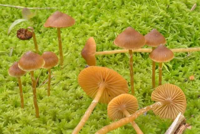 Подболотник гриб съедобный | где растет болетин болотный