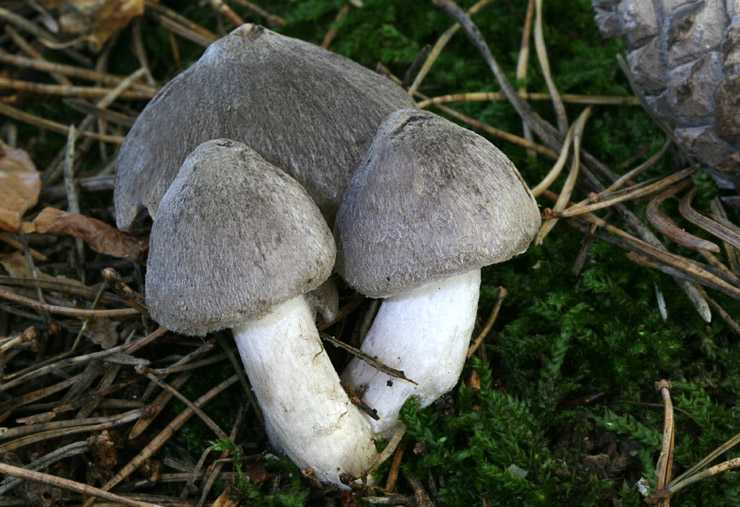 Вешенка ильмовая (hypsizygus ulmarius) –  грибы сибири