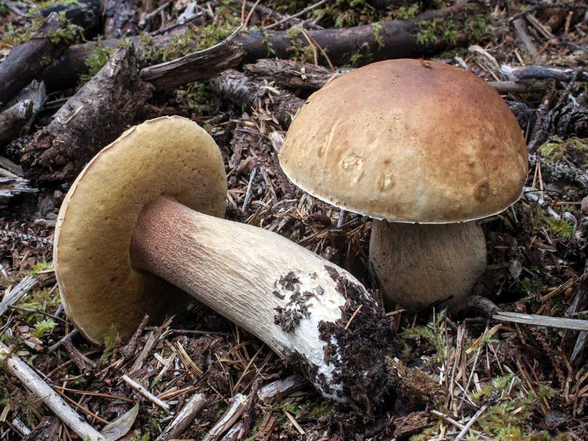 Съедобные грибы крыма: +19 фото и описание с названиями