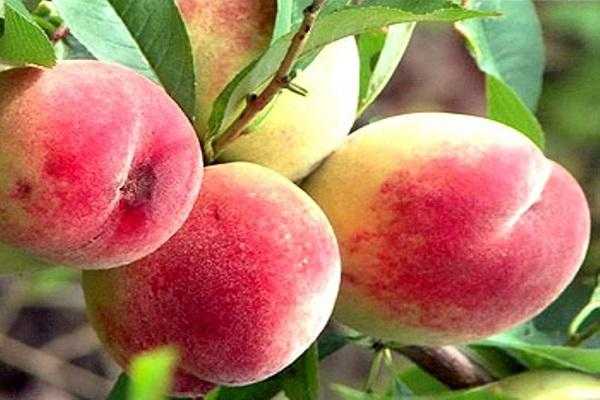 Правила выращивания колоновидного персика: посадка и уход