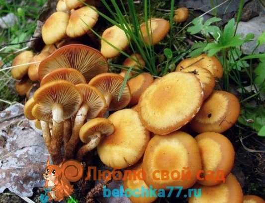 Как выглядят грибы опята и как их отличить от ложных (+26 фото)?