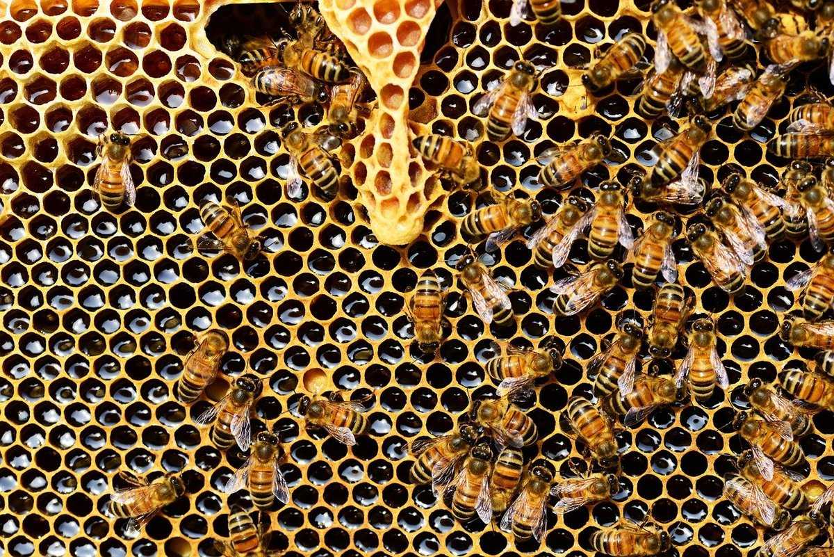 Календарь пчеловода сентябрь, подготовка пчелиных семей к зиме