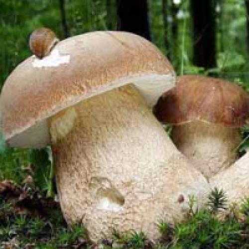 Подберезовик жестковатый – описание, лечебные свойства и противопоказания гриба