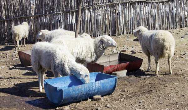 Бизнес-план по разведению овец на 100 голов