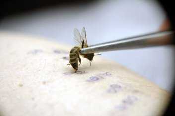 Инструкция по применению апитерапии (лечение пчелиным ядом) путем пчелоужалений
