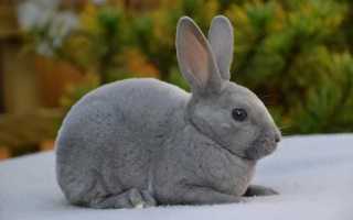 Кролики «рекс»