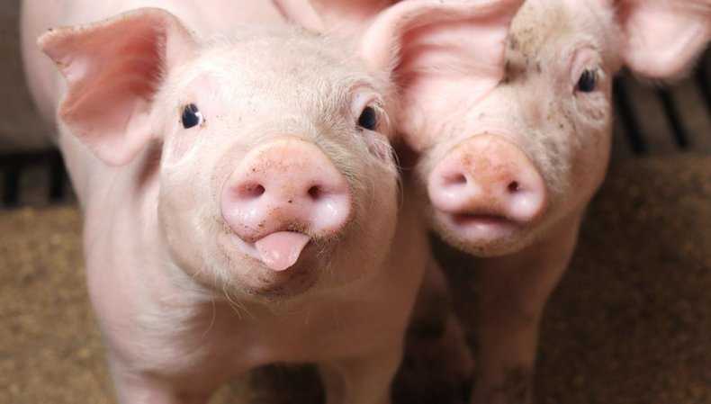 Комбикорм для кормления поросят - состав, нормы и рецепты приготовления комбикорма для свиней