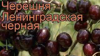 Лучшие сорта черешни для ленинградской области
