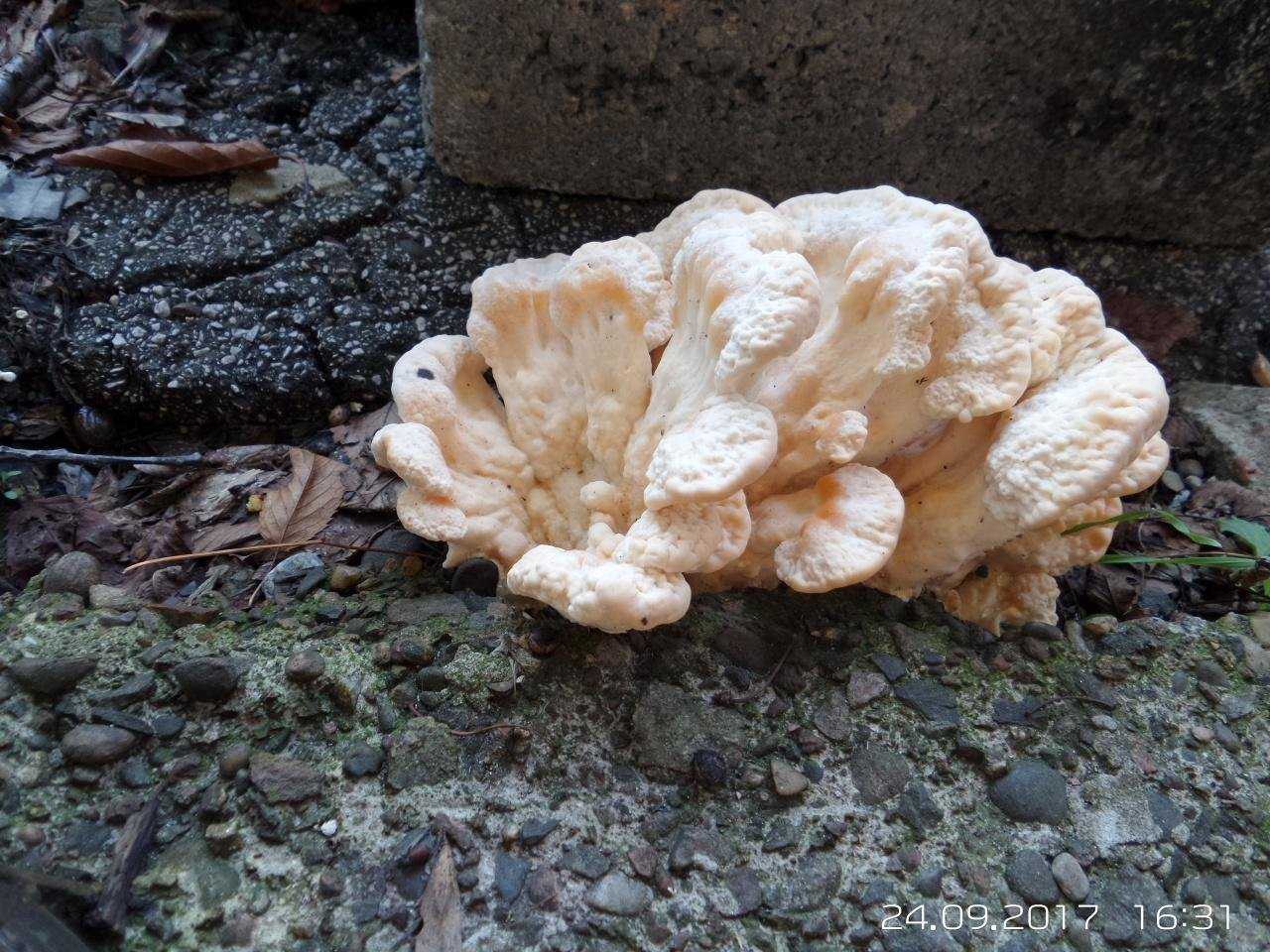 Особенности гриба феллинус черноограниченный: внешний вид, распространение, сходные виды. Где растет трутовик черноограниченный, съедобен или нет.