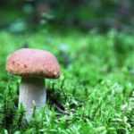 Червивые грибы – как правильно чистить и можно ли есть