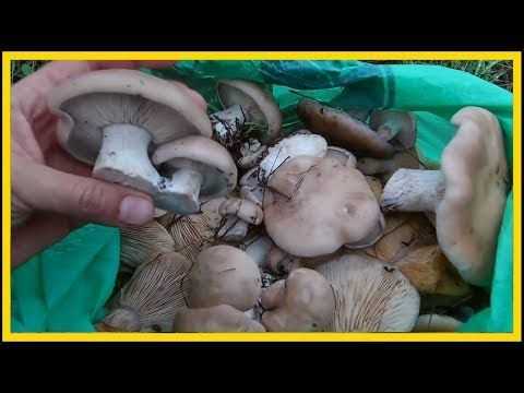 Подберезовик белый (болотник) – описание гриба, польза и вред
