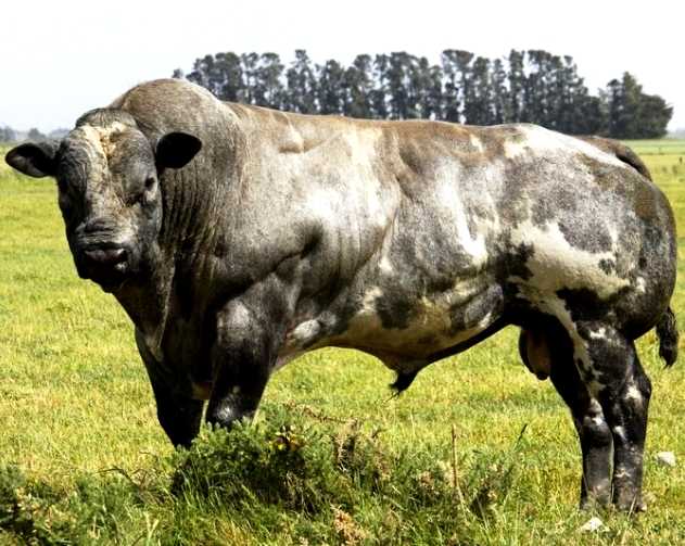 Голштинская порода коров (31 фото): характеристика голштино-фризского крс. сколько эта порода коров дает молока? особенности содержание и нормы кормления