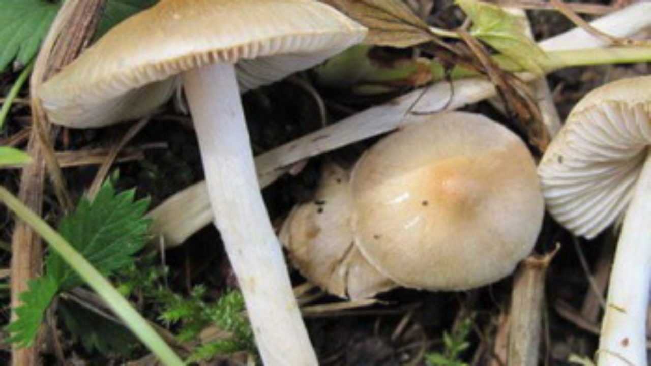 Мухомор порфировый (amanita porphyria) –  грибы сибири