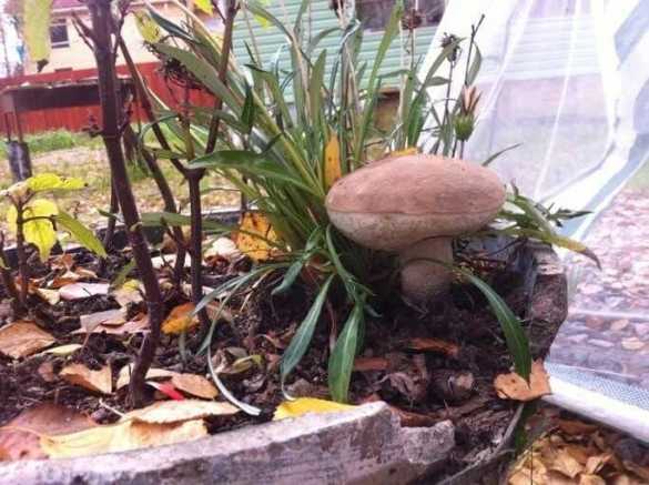Как вырастить мицелий белого гриба