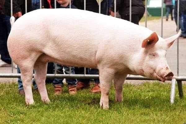 Порода свиньи йоркшир: описание внешнего вида, уход