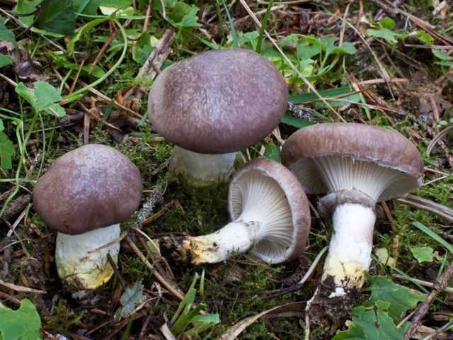 Пурпуровая мокруха: что это за гриб, как узнать его в лесу. Как не спутать с другими грибами. По каким рецептам можно приготовить гриб желтоног.