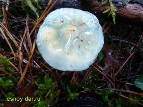 Строфария небесно-синяя (небесно-голубая, stropharia caerulea): как выглядят грибы, где и как растут, съедобны или нет