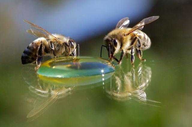 Весенняя подкормка пчел: сахарным сиропом, медом, пергой, сытой