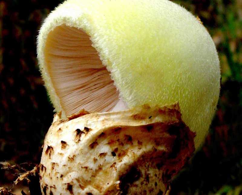 Вольвариелла шелковистая — описание, ядовитость гриба