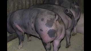 Обзор породы свиней пьетрен