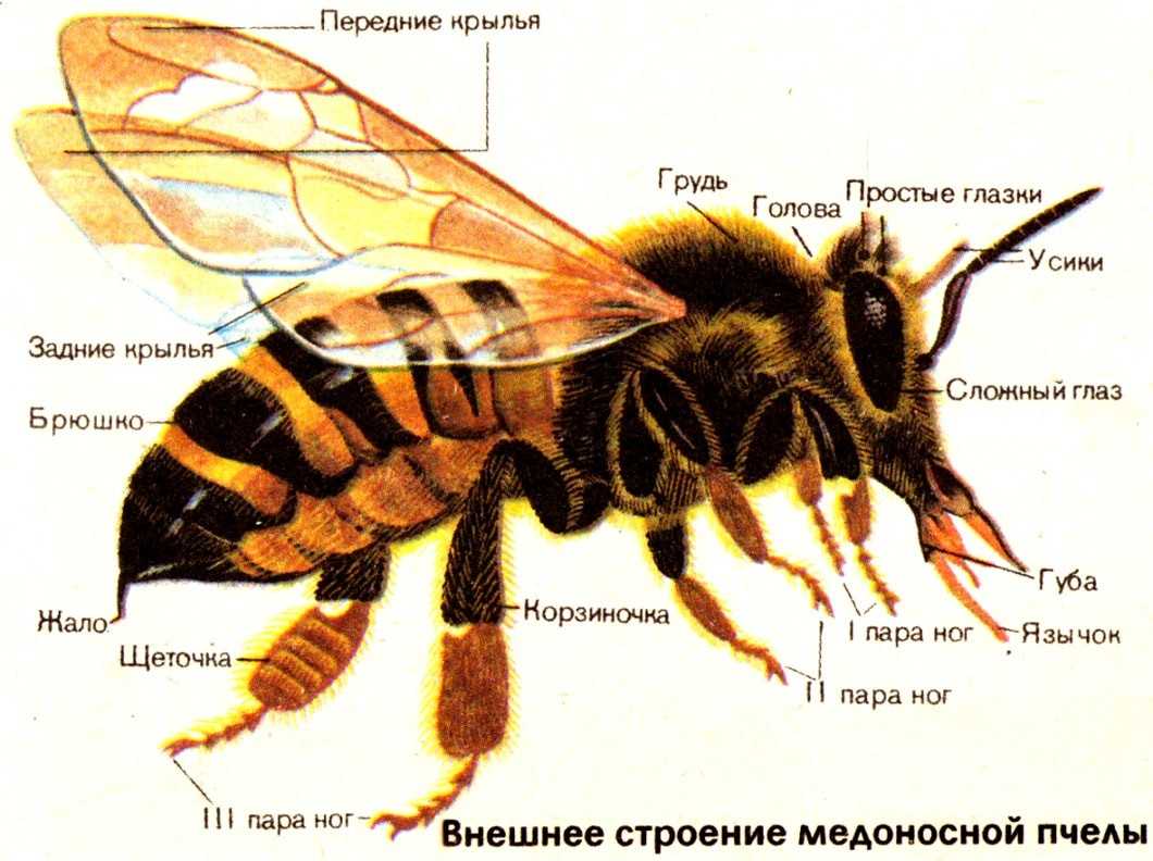 Пчела и оса: отличия