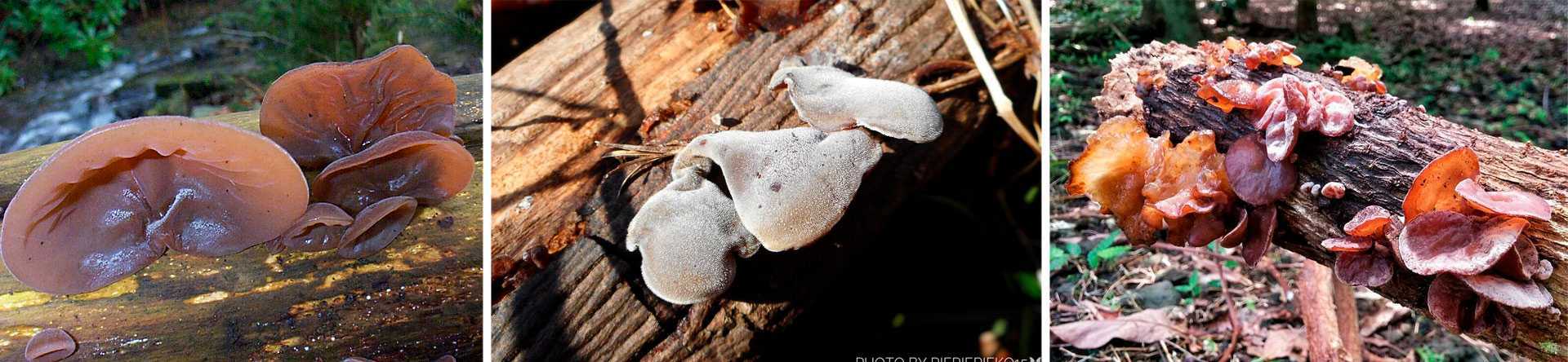 Аурикулярия уховидная, или иудино ухо: в чем целебные свойства гриба? | растения