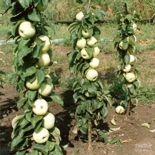 Колоновидная яблоня васюган: описание, фото, отзывы, посадка и уход