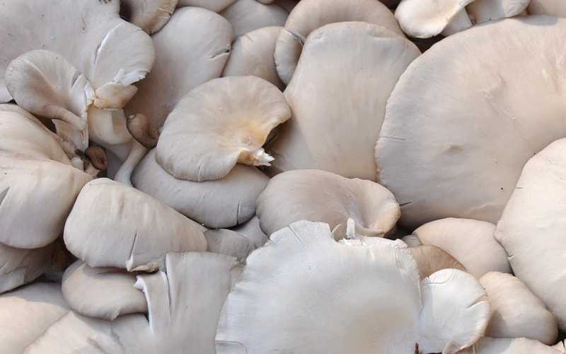Сколько варить грибы и как это правильно делать? как варить сушеные и замороженные грибы? - автор екатерина данилова - журнал женское мнение