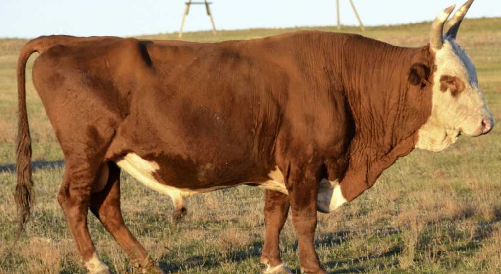 Мясные коровы: список самых популярных пород, основные характеристики