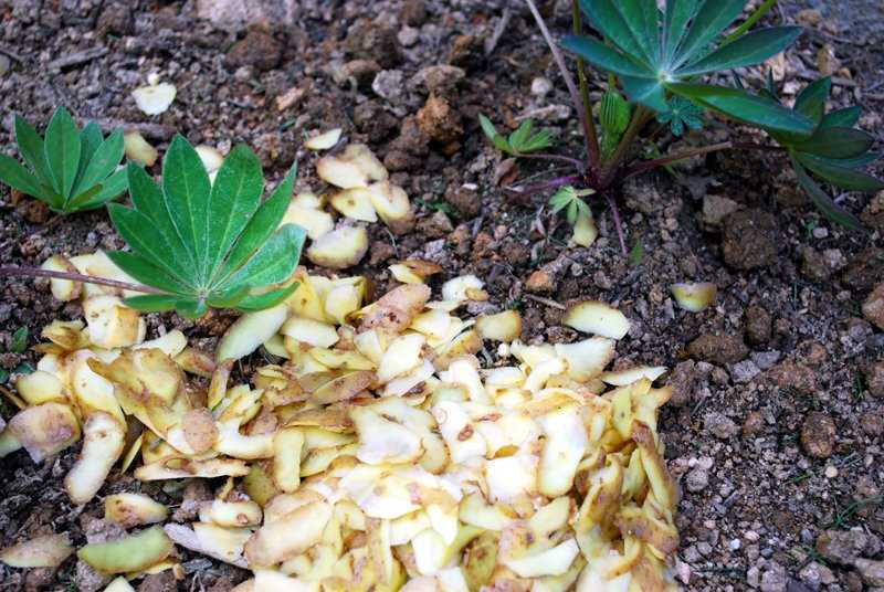 Картофельные очистки в качестве удобрения для смородины и других растений